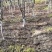百花花楸吉林白山产地直销量大从优、一件代发