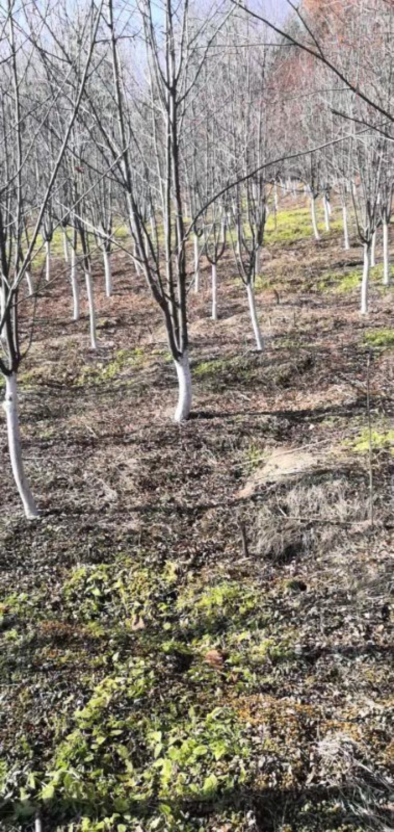 百花花楸吉林白山产地直销量大从优、一件代发