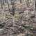 百花花楸吉林白山产地直销量大从优、一件代发