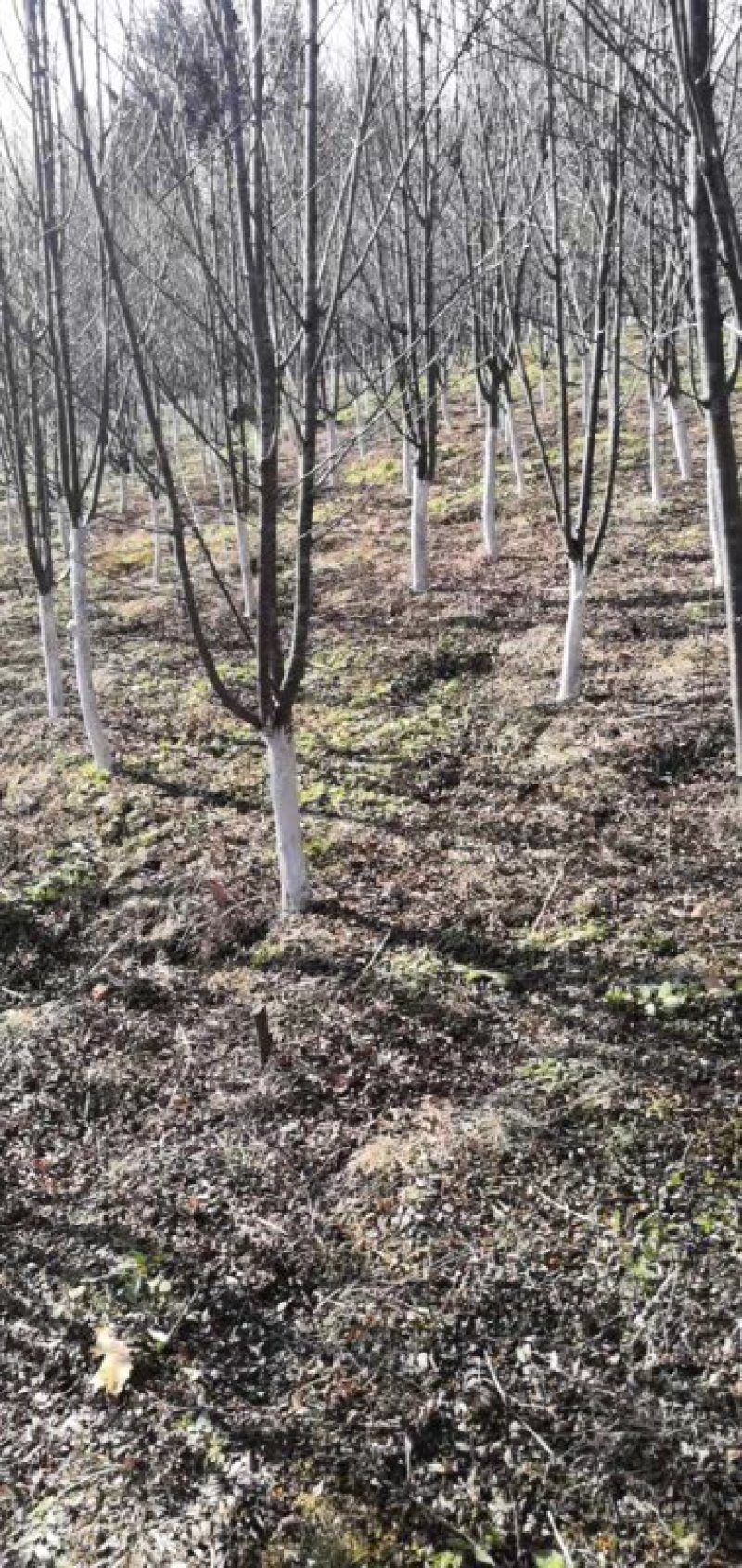 百花花楸吉林白山产地直销量大从优、一件代发