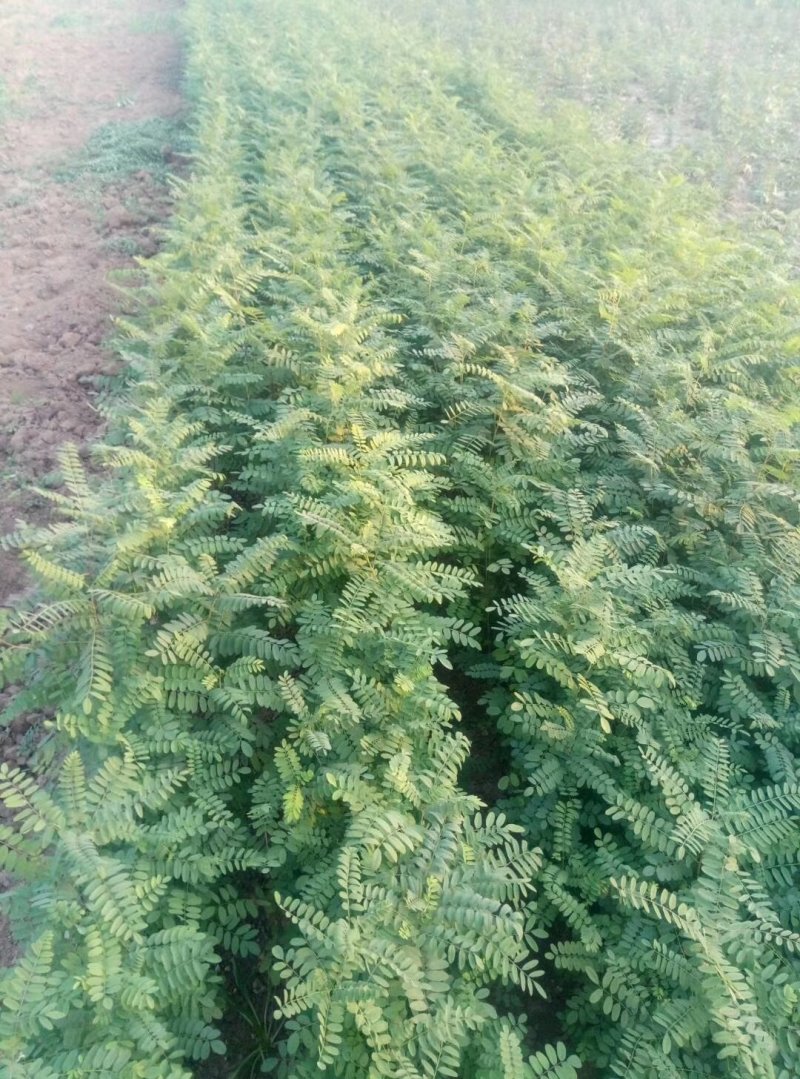 连翘苗2年连翘苗2年连翘苗价格