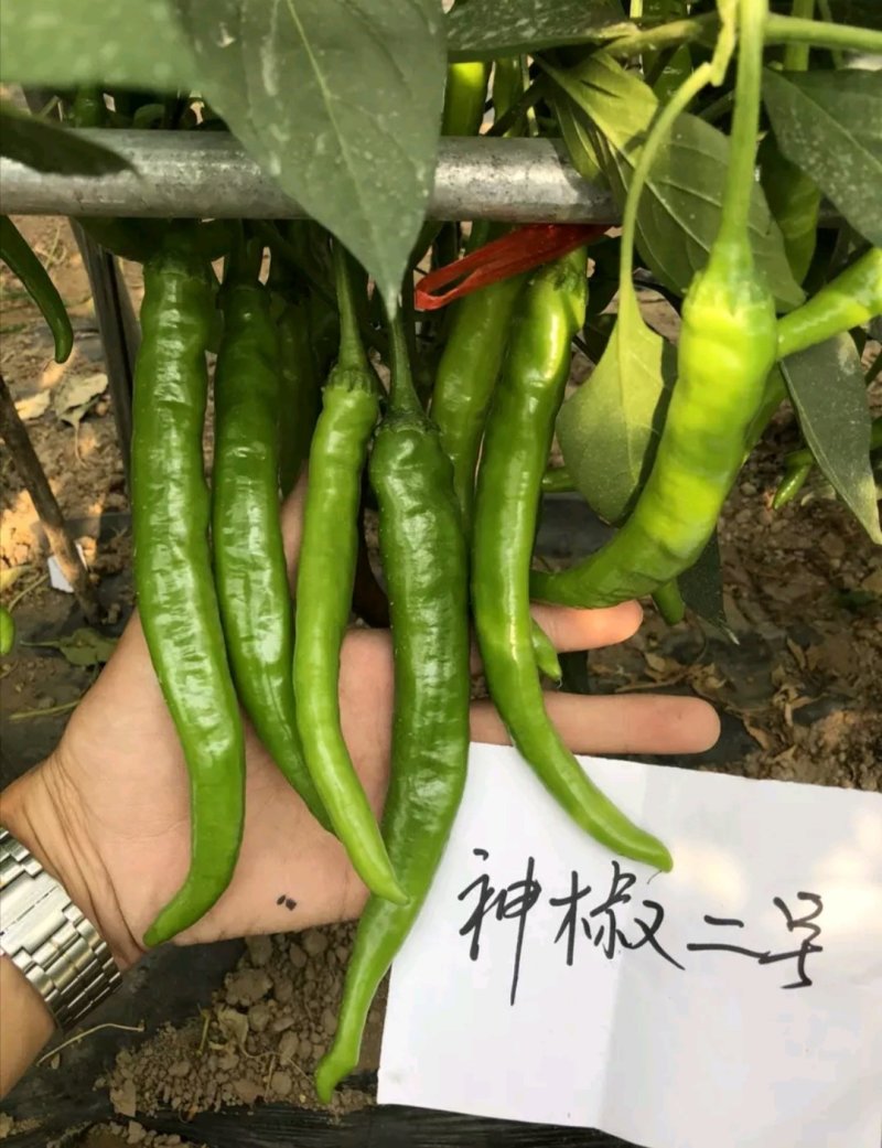【神椒二号】一代杂交辣椒种子特辣极早熟羊角形大田基地用种