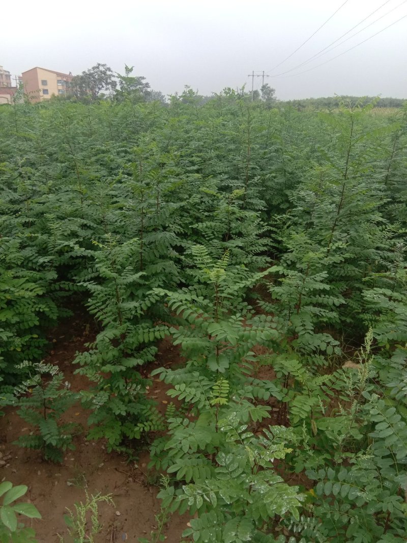 连翘苗2年连翘苗2年连翘苗价格