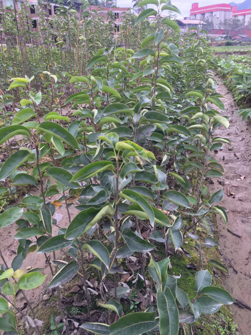嫁接台湾蜜雪梨苗早熟梨苗适合南方短低温种植