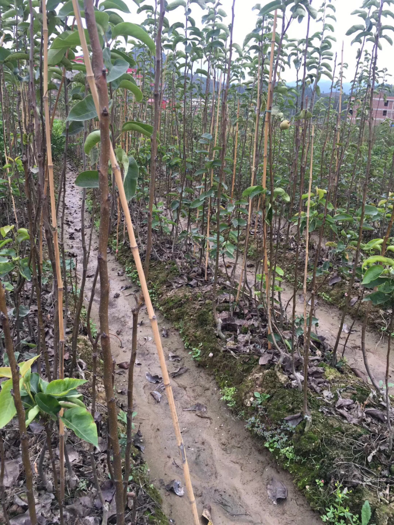 嫁接台湾蜜雪梨苗早熟梨苗适合南方短低温种植