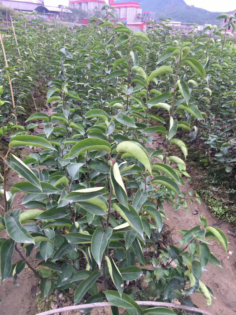 嫁接台湾蜜雪梨苗早熟梨苗适合南方短低温种植