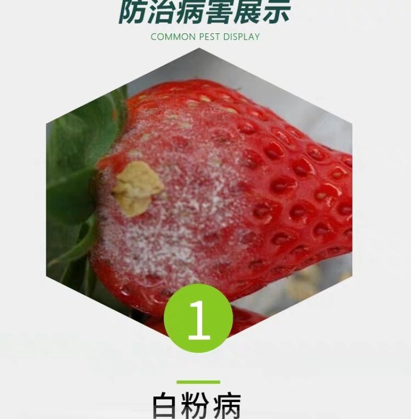 意莎宝四氟醚唑草莓黄瓜甜瓜月季黑斑病白粉病梨黑星病杀菌剂