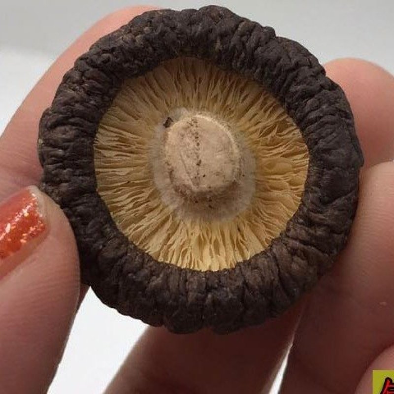 【年货节】特级野生小香菇金钱菇干货剪脚