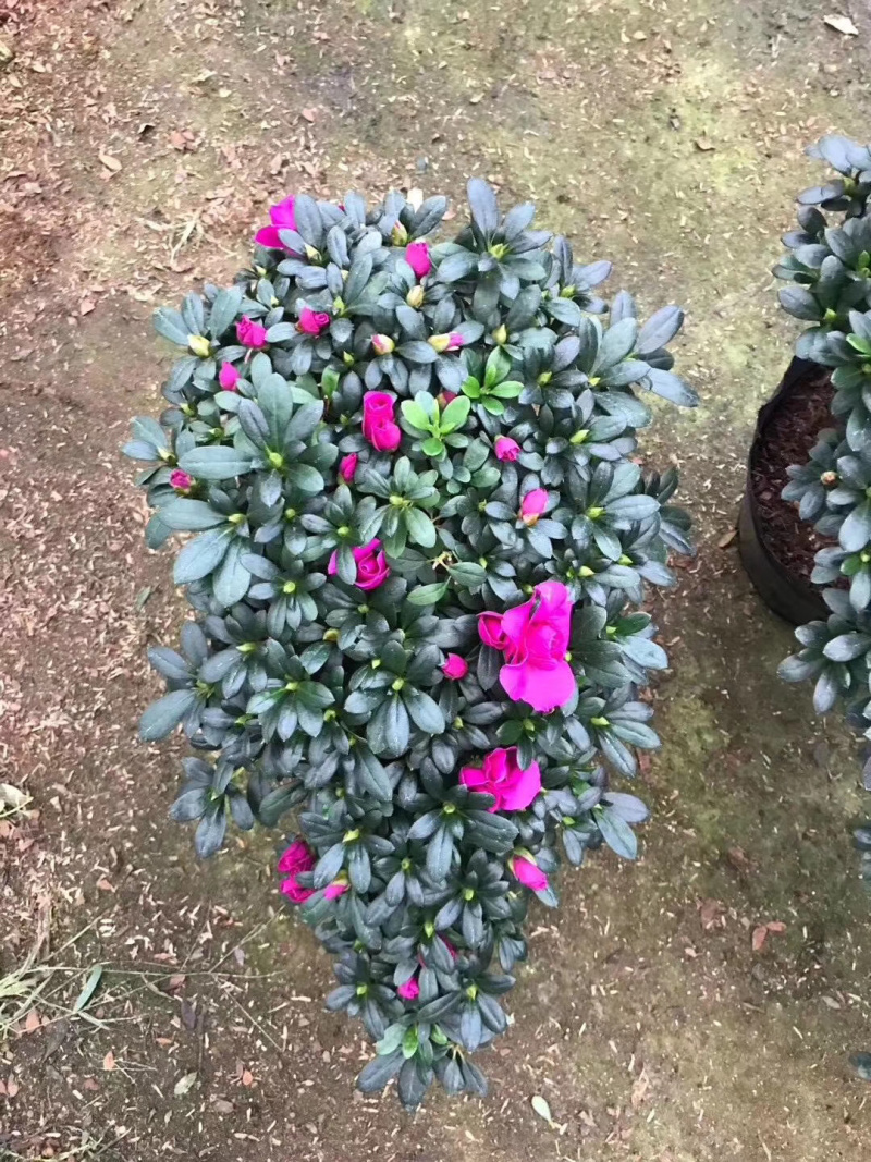 紫色杜鹃花造型高山流水产地直销一件起批量大更优惠