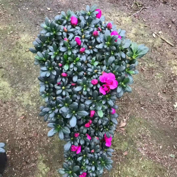 紫色杜鹃花造型高山流水产地直销一件起批量大更优惠