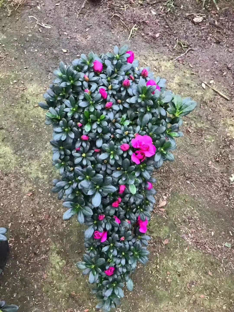 紫色杜鹃花造型高山流水产地直销一件起批量大更优惠