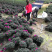 紫色杜鹃花造型高山流水产地直销一件起批量大更优惠