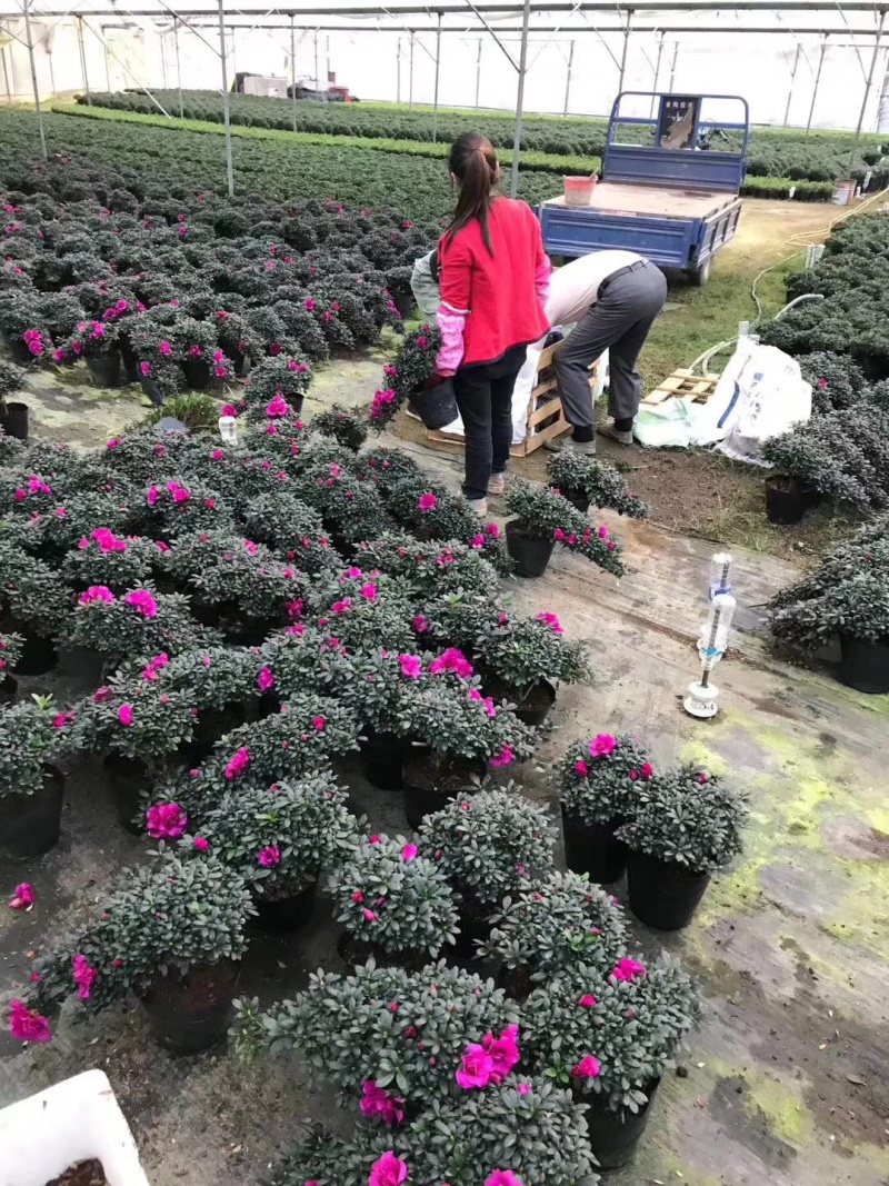 紫色杜鹃花造型高山流水产地直销一件起批量大更优惠