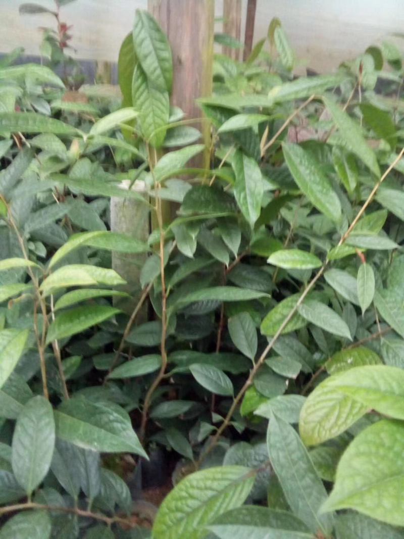 带土盆栽金花茶苗高30-50公分观赏茶花花可以泡茶