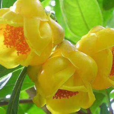 带土盆栽金花茶苗高30-50公分观赏茶花花可以泡茶
