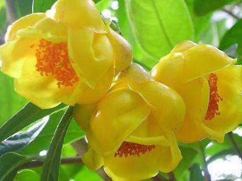 带土盆栽金花茶苗高30-50公分观赏茶花花可以泡茶