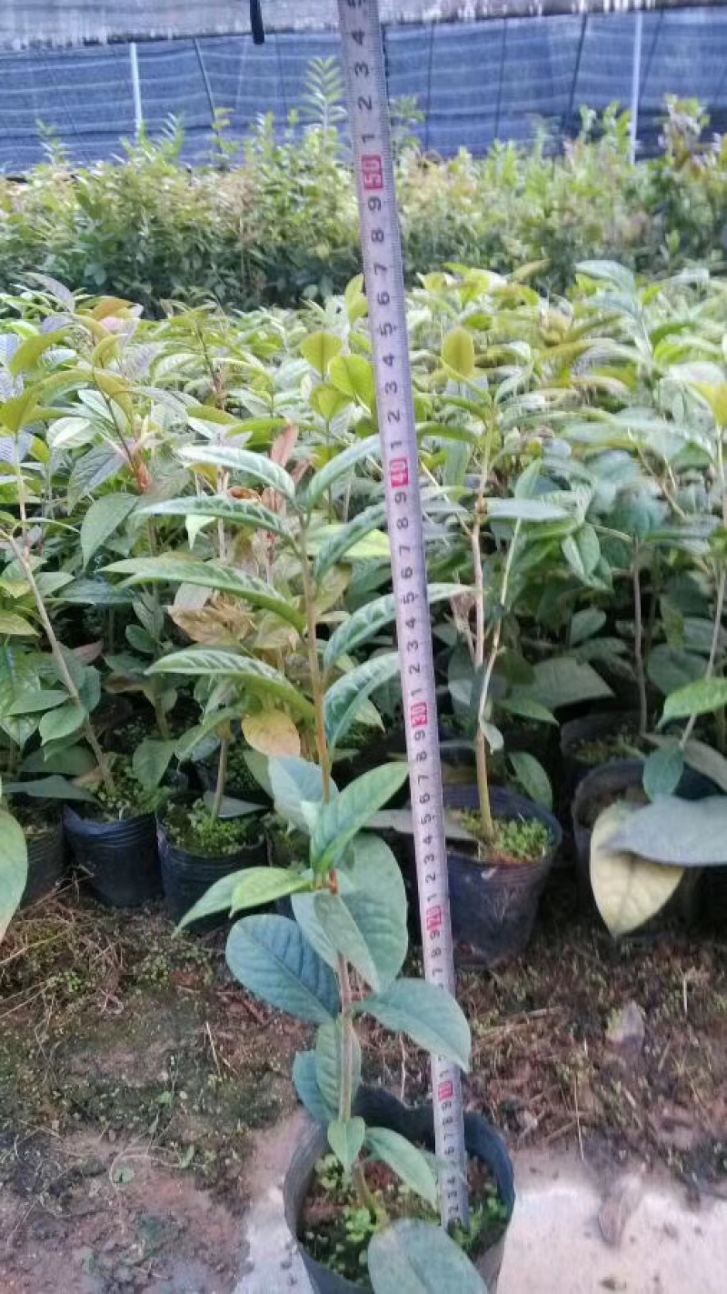 带土盆栽金花茶苗高30-50公分观赏茶花花可以泡茶