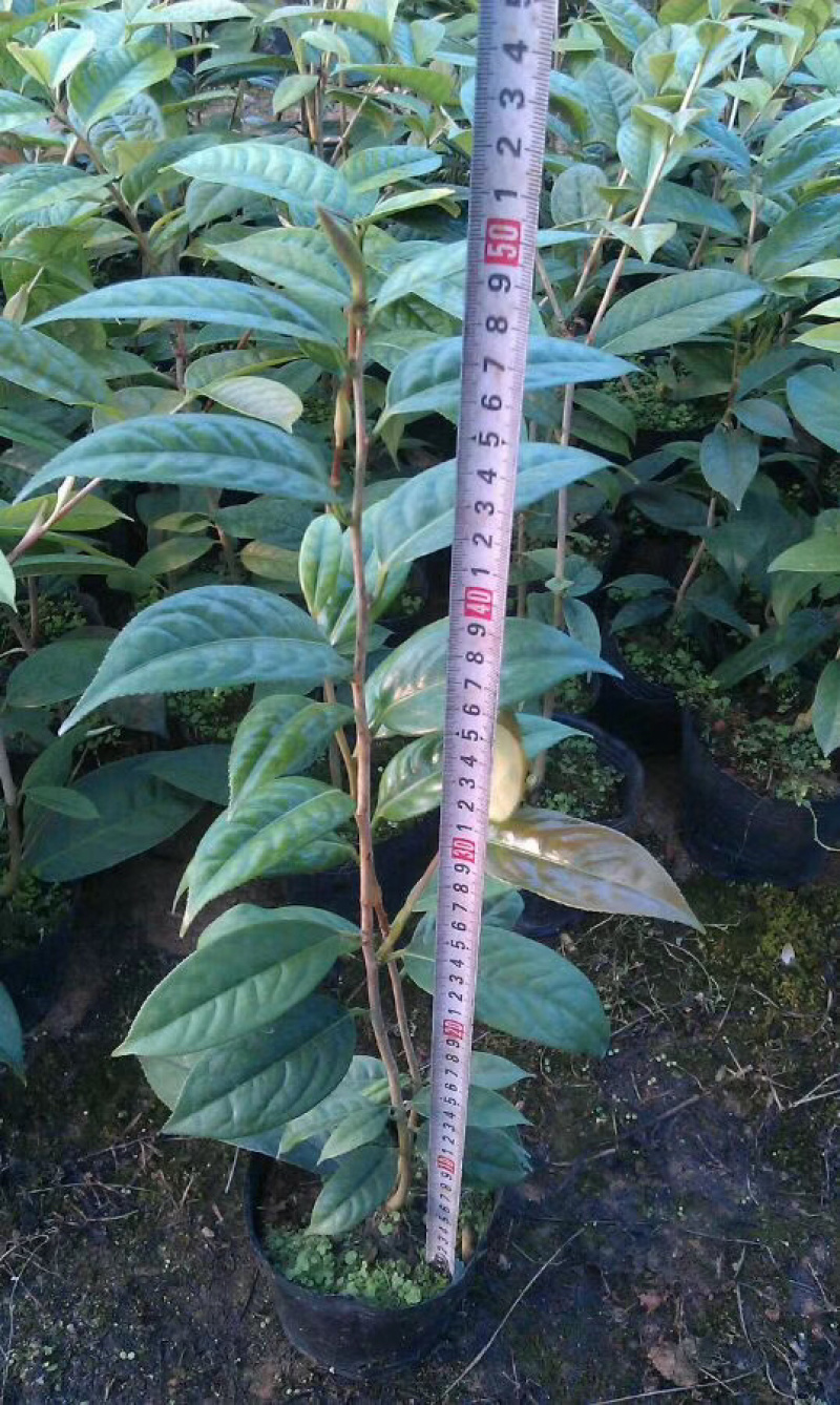 带土盆栽金花茶苗高30-50公分观赏茶花花可以泡茶