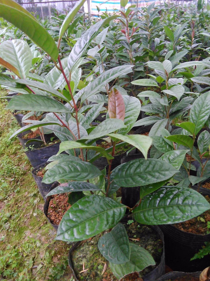 带土盆栽金花茶苗高30-50公分观赏茶花花可以泡茶