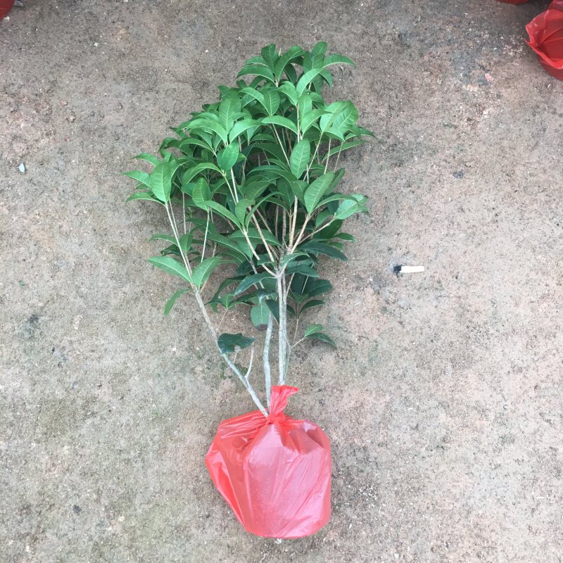 桂花四季桂大量上市产地直销一件起批全国物流发货