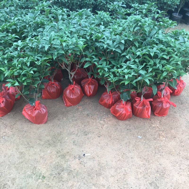 桂花四季桂大量上市产地直销一件起批全国物流发货