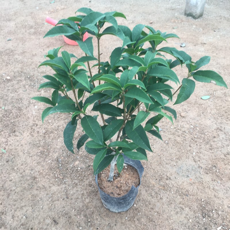 桂花四季桂大量上市产地直销一件起批全国物流发货