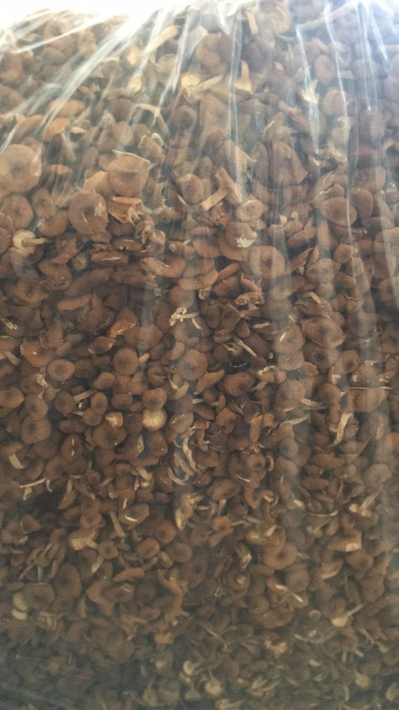 古田茶树菇3号不开伞量大运费商议请按购买数量拍否则不发货