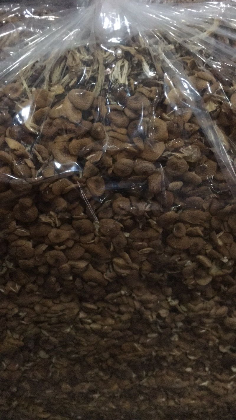 古田茶树菇3号不开伞量大运费商议请按购买数量拍否则不发货