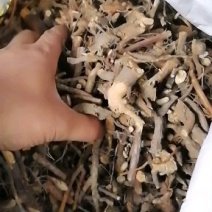 透骨香，小灌木类中药材