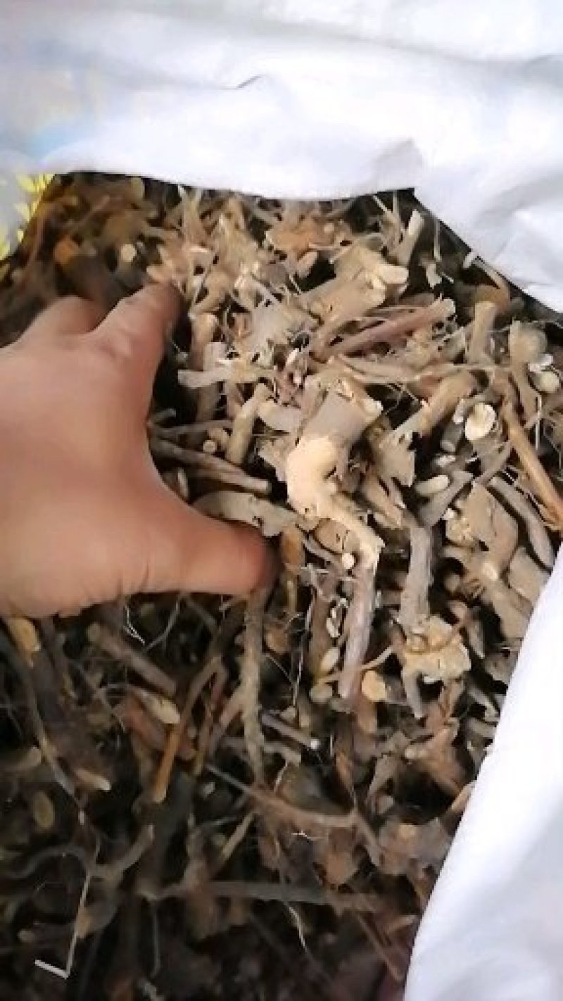 透骨香，小灌木类中药材