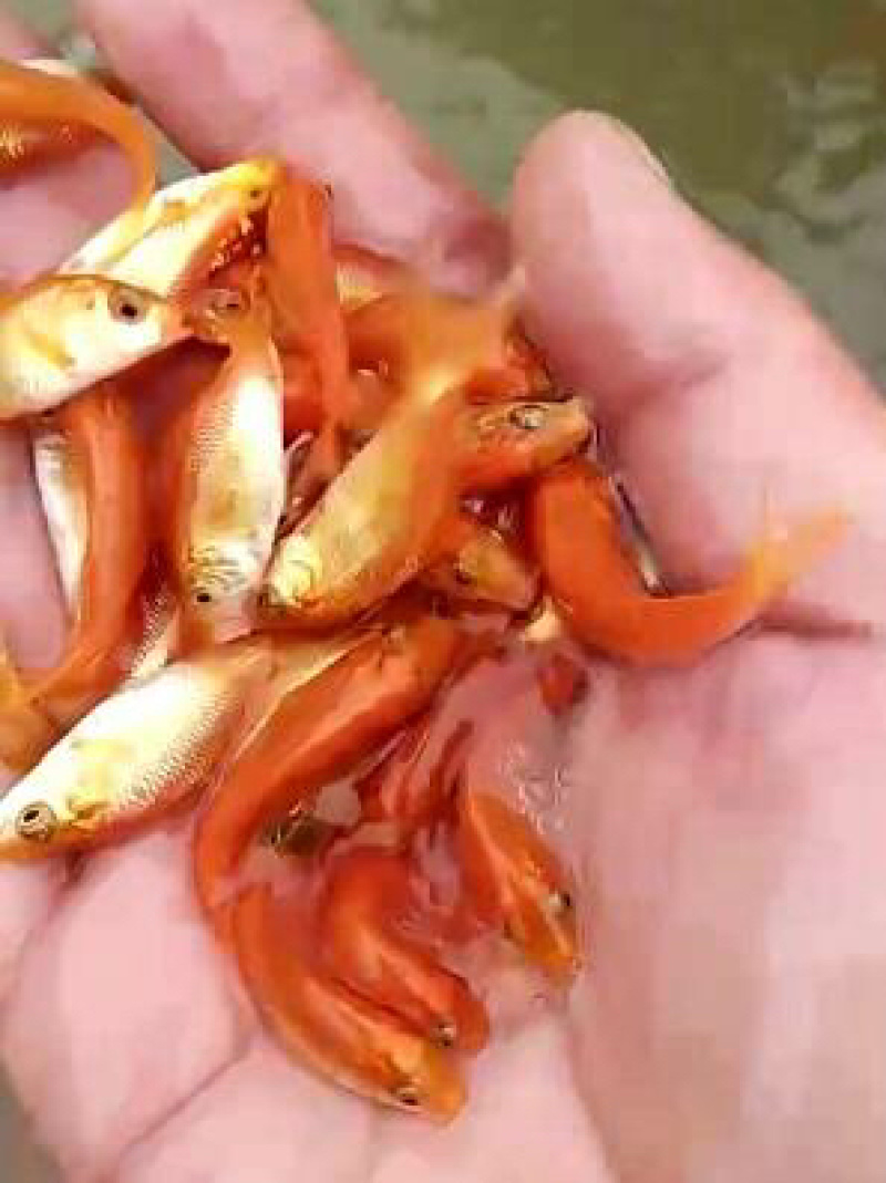 红鲤鱼苗火鲤鱼苗兴国红鲤鱼苗+自孵水花