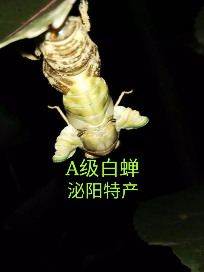精品群鸣白蝉银蝉白知了猴白爬叉唐僧肉每瓶50只批发零售
