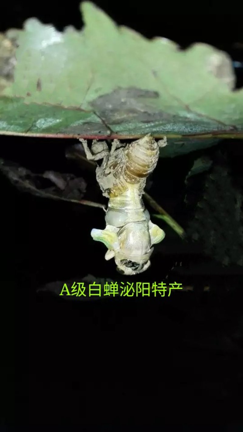 精品群鸣白蝉银蝉白知了猴白爬叉唐僧肉每瓶50只批发零售