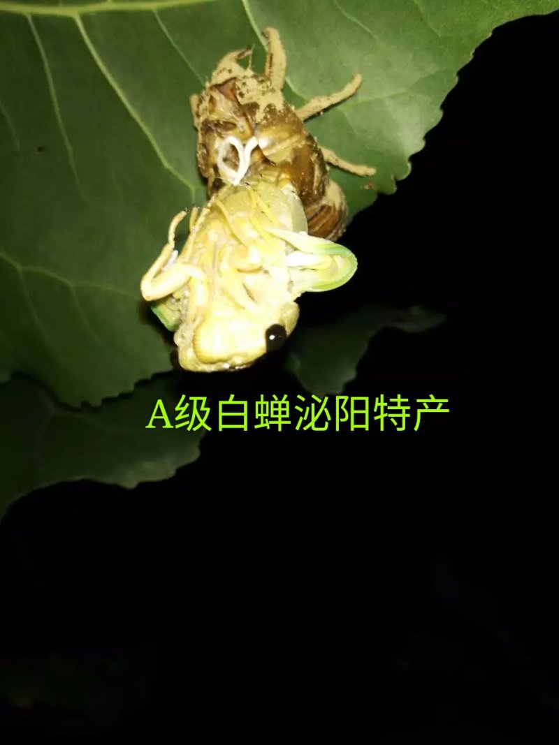 精品群鸣白蝉银蝉白知了猴白爬叉唐僧肉每瓶50只批发零售