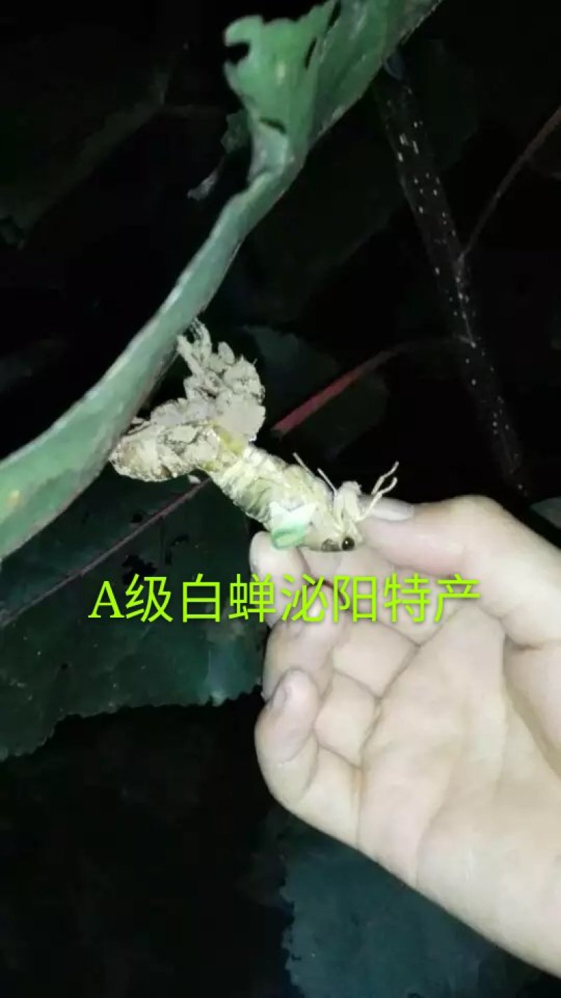 精品群鸣白蝉银蝉白知了猴白爬叉唐僧肉每瓶50只批发零售