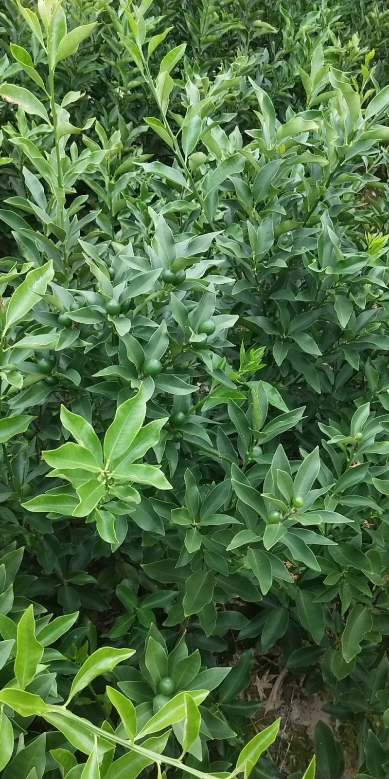 脆皮金桔苗金桔嫁接苗当年结果，易结果适合做盆景