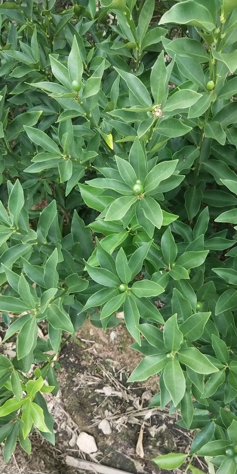 脆皮金桔苗金桔嫁接苗当年结果，易结果适合做盆景
