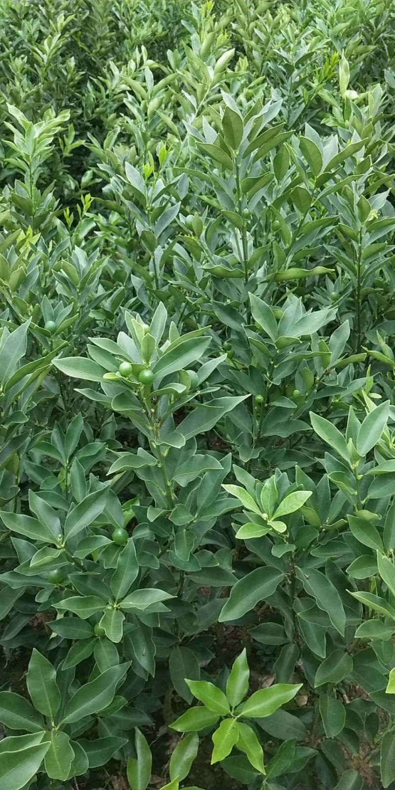 脆皮金桔苗金桔嫁接苗当年结果，易结果适合做盆景