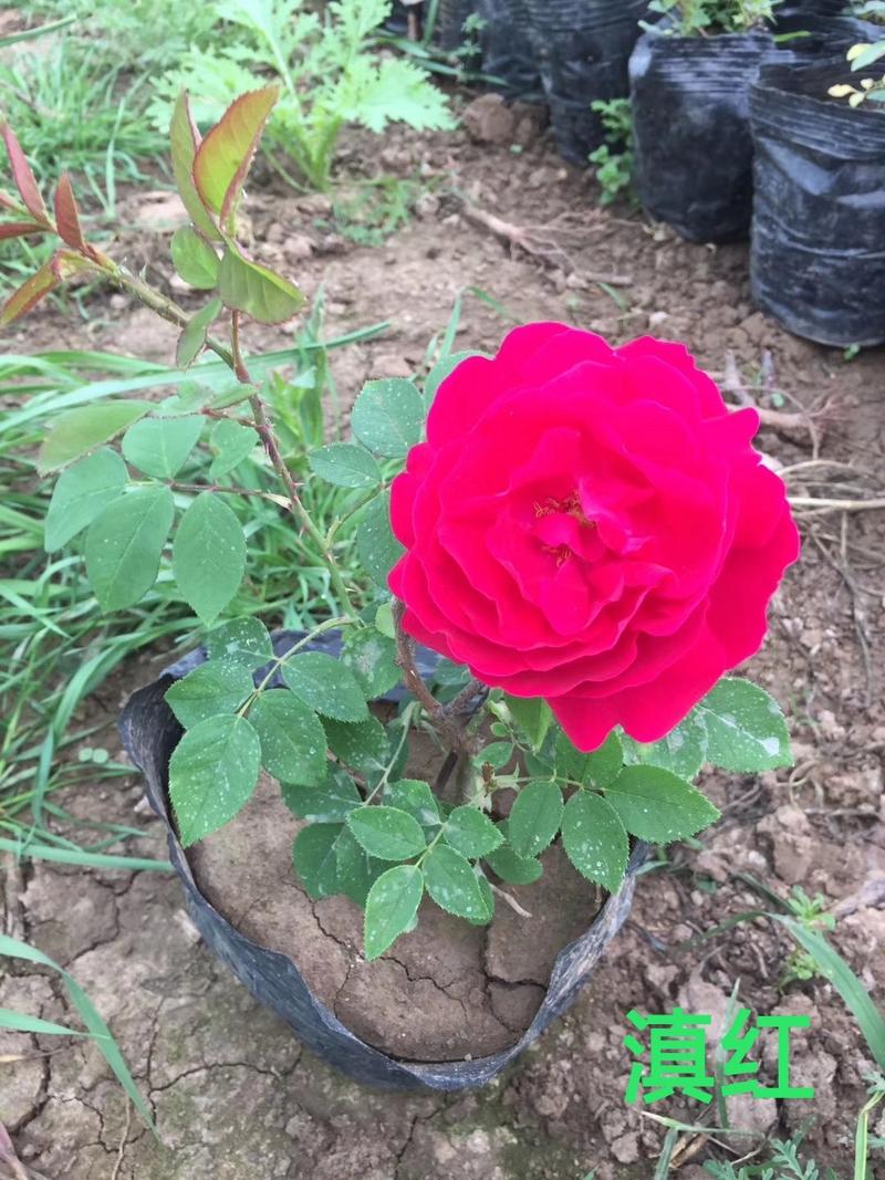 食用玫瑰苗滇红，墨红等都有货，四季开花，量大从优