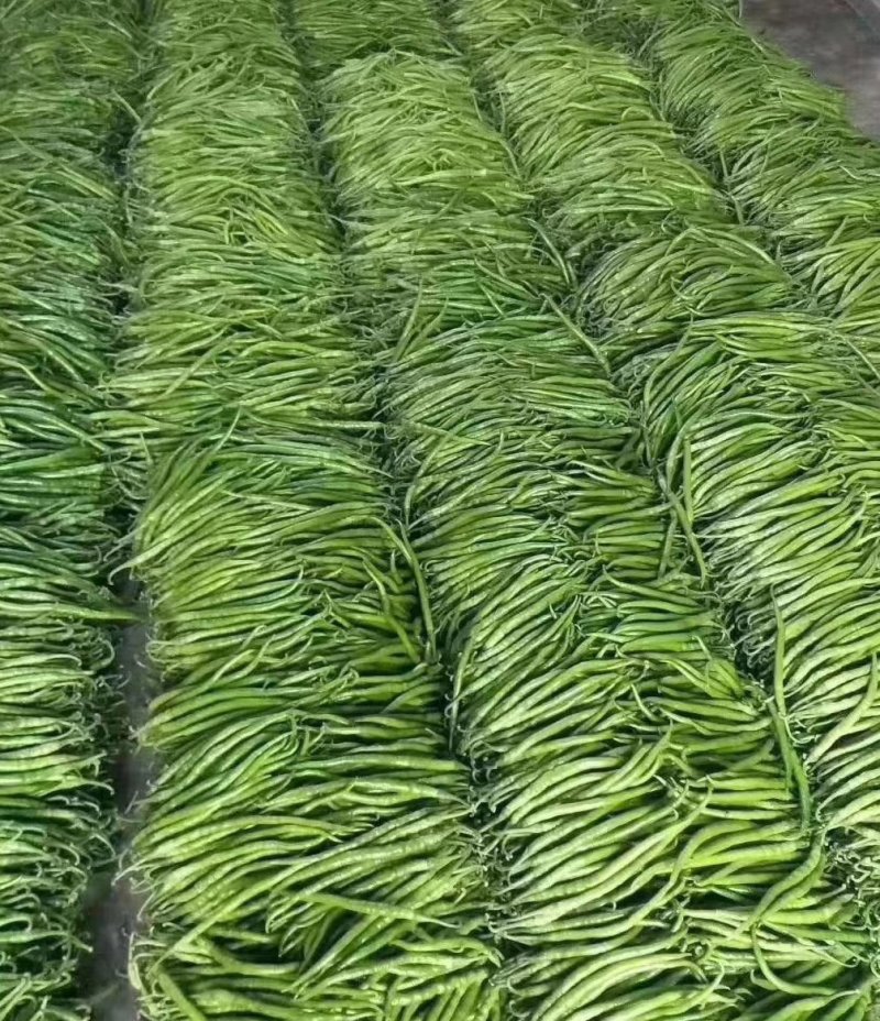 【推荐】线椒货源充足品种保证规格齐全欢迎选购