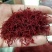 【伊朗正品】藏红花正宗特级泡茶水野生西红花