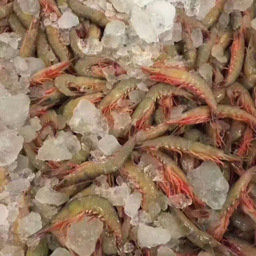 青壳活皮虾