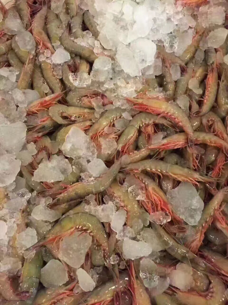 青壳活皮虾
