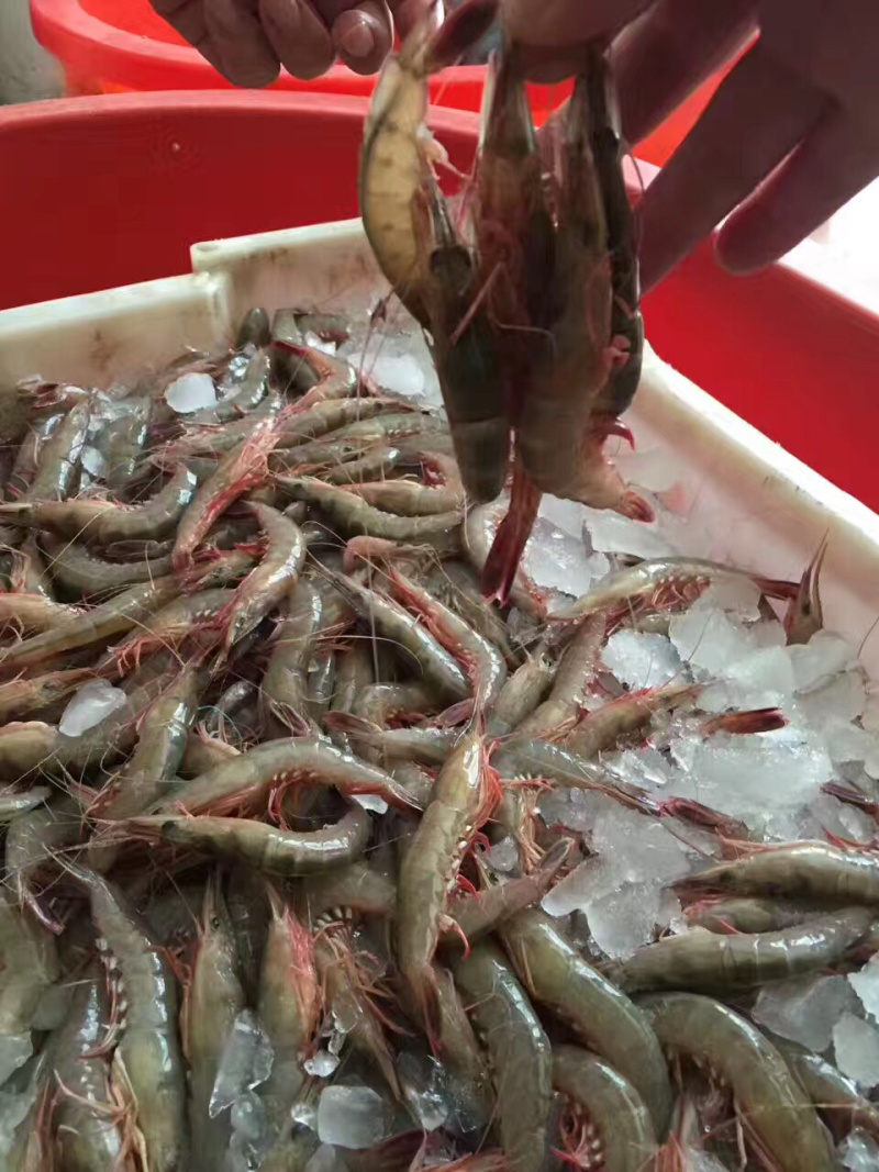 青壳活皮虾