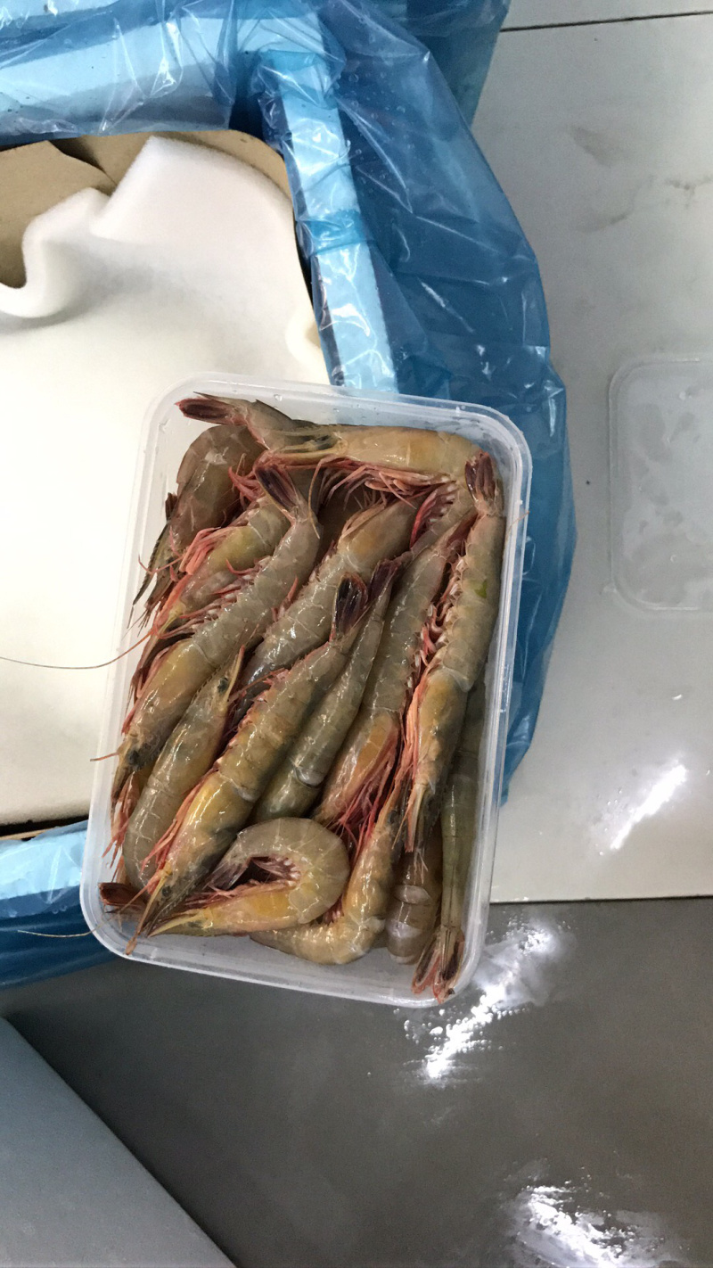 青壳活皮虾
