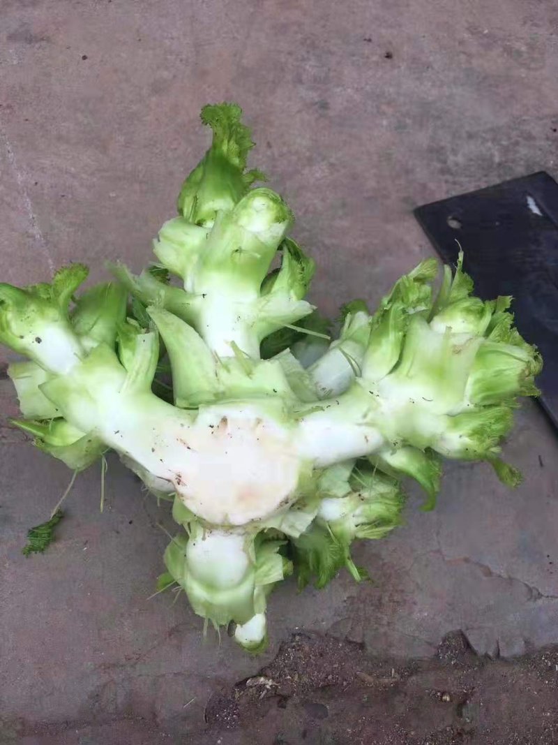 儿菜