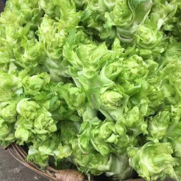 儿菜