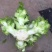 儿菜大量上市了