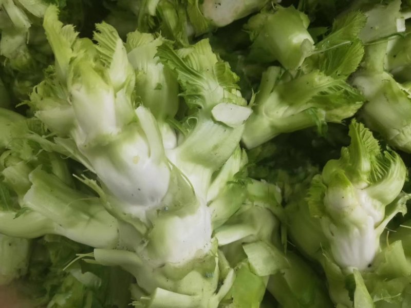 儿菜大量上市了