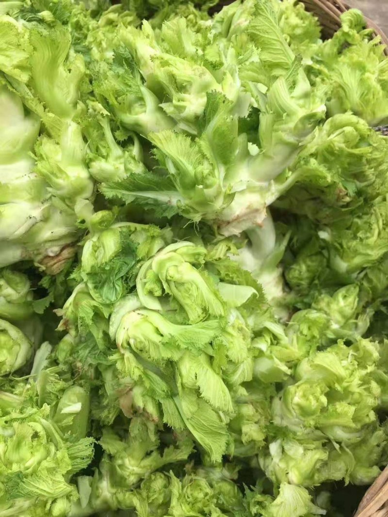 儿菜大量上市了